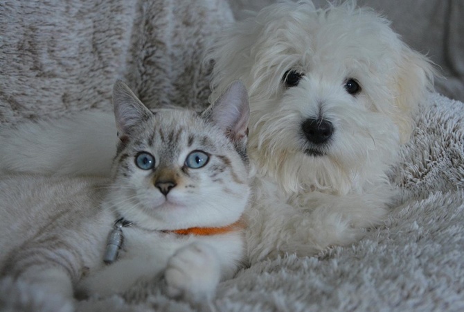 Завел кота и собаку &ndash; взял кредит: во сколько нам обходятся домашние питомцы